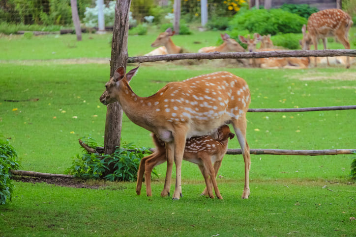Wildparks in der Zollernalb