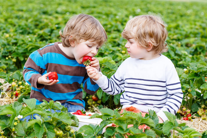 Erdbeeren zum Selbstpflücken in der Zollernalb